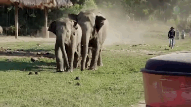 elephants31.gif