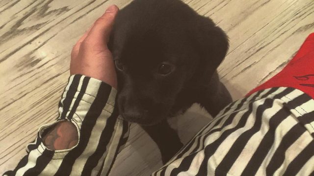 Picture of Justin Bieber's Dog Phil