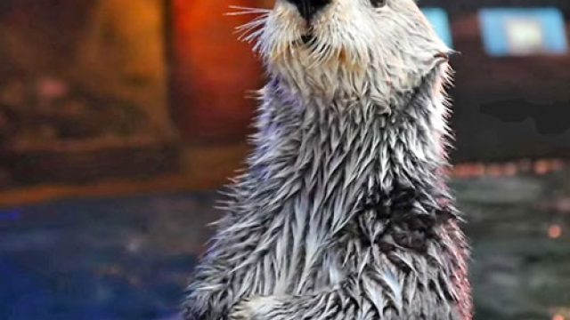 Otter-Bowl-Aquarium-of-the-Pacific
