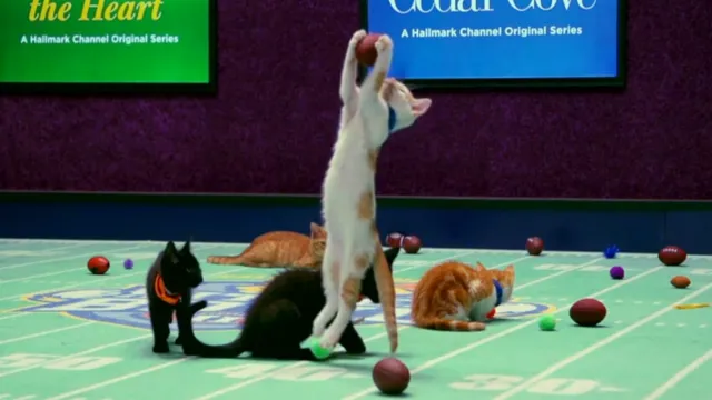 kitty bowl 1