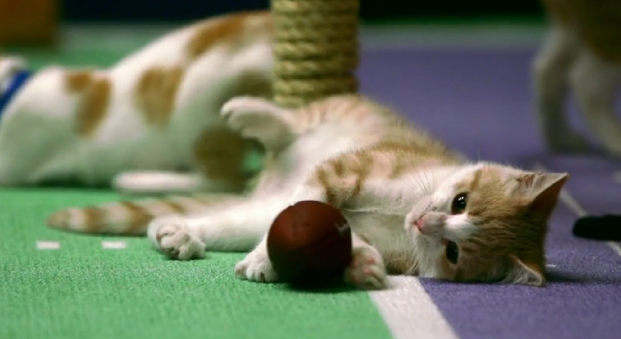 kitty-bowl-4.jpg