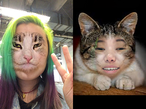 so Face App perceives chad cat as a human face : r/oddlyterrifying