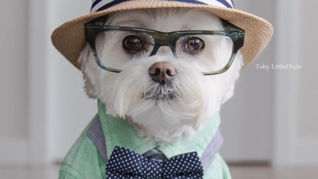 TOBY