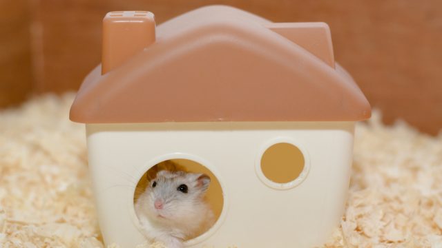 The Lifespan of Dwarf Hamsters - Little Bundles of Cuteness - Pet