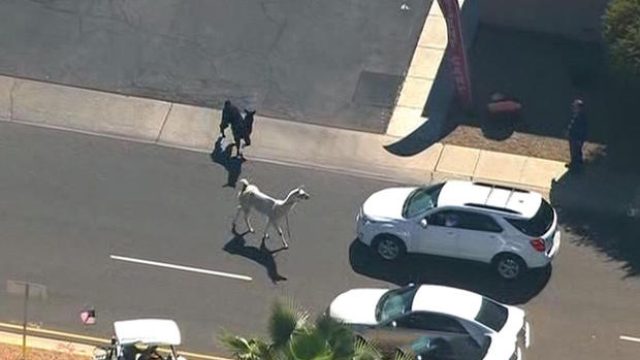 llamas