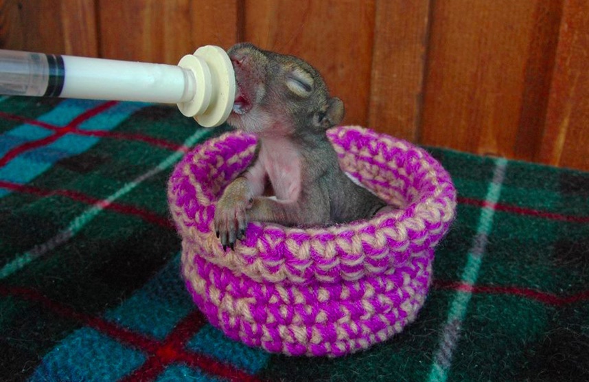 People are knitting nests for injured animals because the world is ...