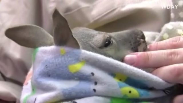 Orphan kangaroo