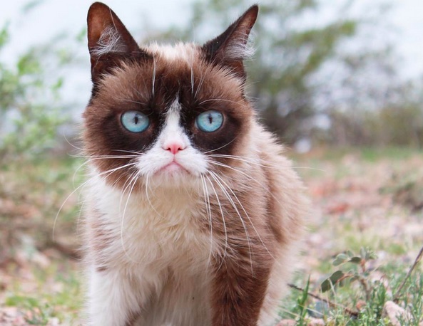 grumpy cat so beautiful