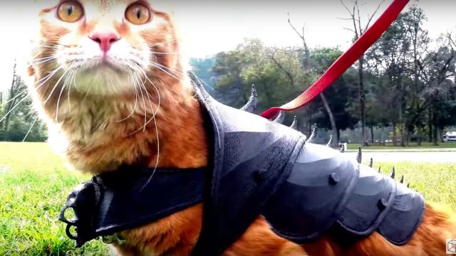 cat armor 2