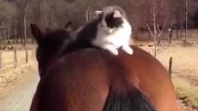 cat horse