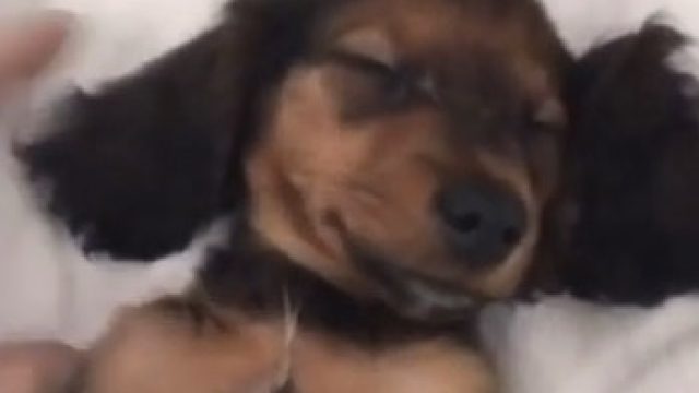 kylie-jenner-dog