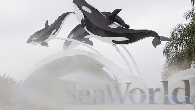 Killer Whale Kills Trainer Before Show At SeaWorld