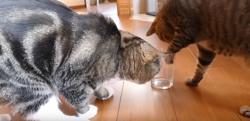 CAT-ONE-cat-gets-food-on-first-try.jpg