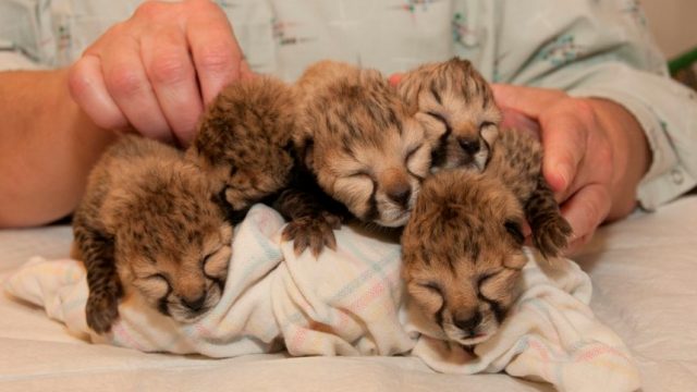 cheetahs