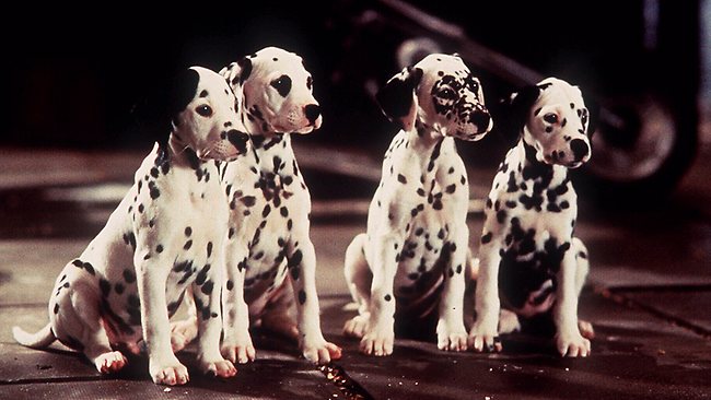 Dalmatian-Puppies-1996-3.jpg
