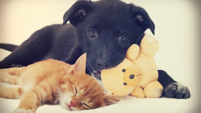 kitten dog