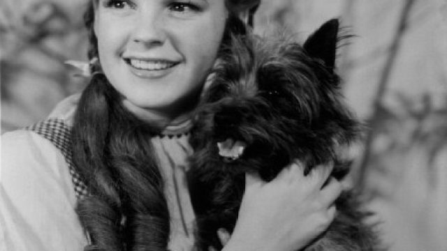 Judy Garland And Toto In 'The Wizard Of Oz'