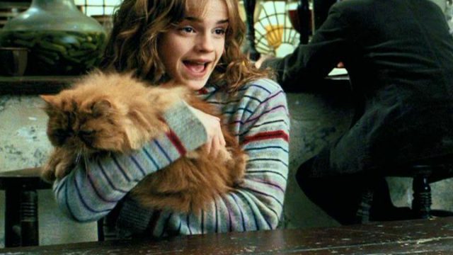 Picture of Hermione and Crookshanks