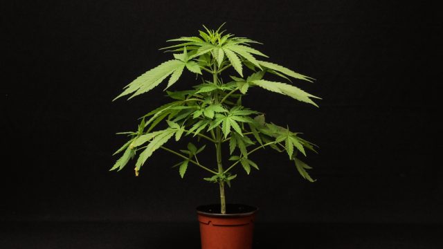 Medical marijuana for period cramps