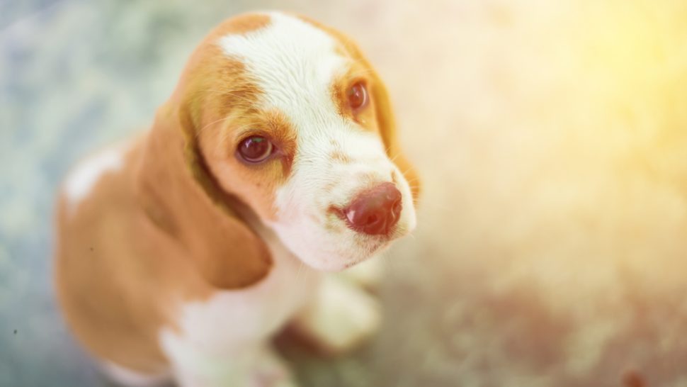 Allulose Sweetener Danger For Your Dog - i8haw1u