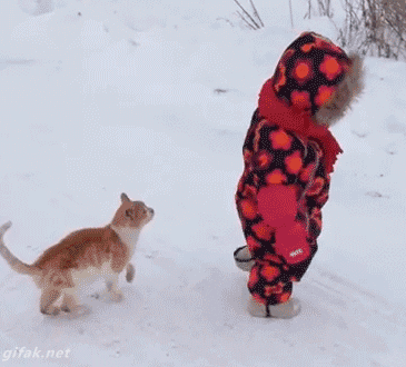 cat-vacation-2.gif