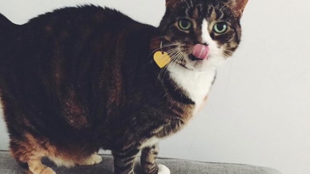 leaving your cat on vacation