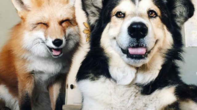 fox hound