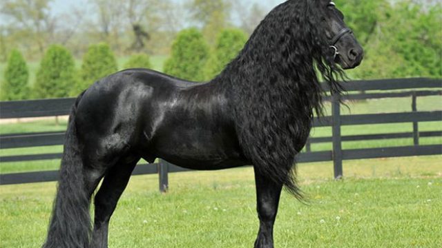 This horse's mane is giving us serious #hairgoals