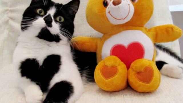 cat heart