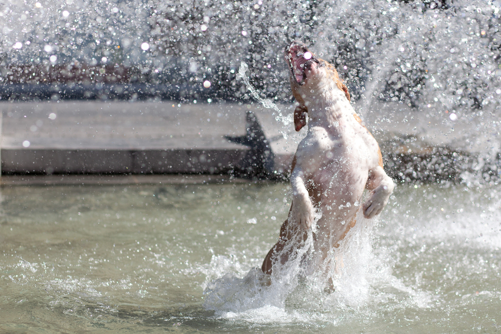 Dogs playing best sale in water