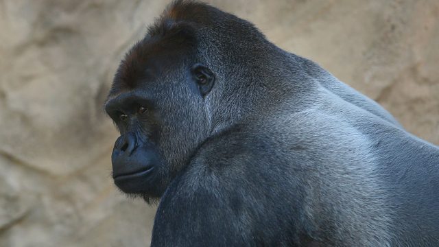 Taronga Zoo Welcomes New Baby Gorilla