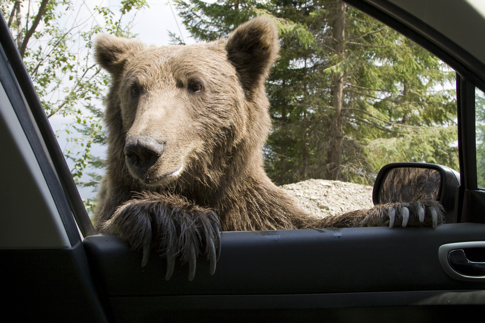 Bear tries to break into cars internet can t stop giggling