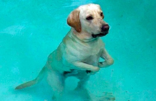 OMG This swimming dog looks like the cutest T rex