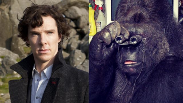 Benedict Cumberbatch Koko gorilla