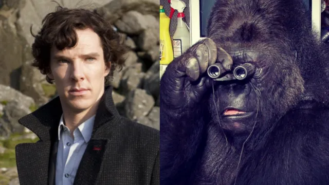 Benedict Cumberbatch Koko gorilla