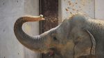 The National Zoo has a new elephant cam, so we know what we'll be doing
