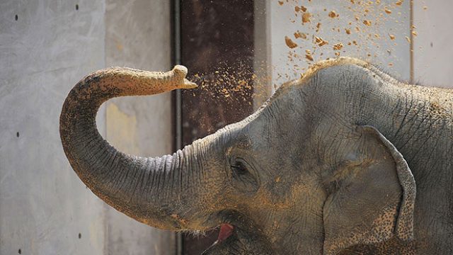 The National Zoo has a new elephant cam, so we know what we'll be doing all  day - HelloGigglesHelloGiggles