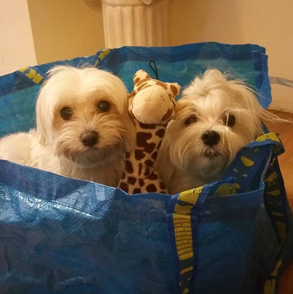 Ikea bag cheap dog