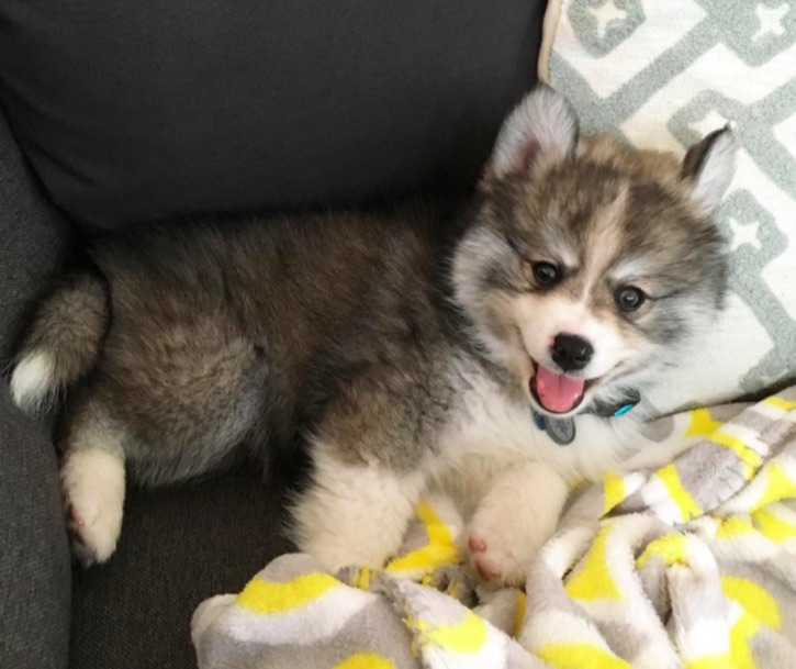 Miniature 2024 pomeranian husky