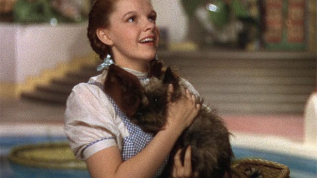 wizard of oz dorothy