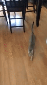 cat-abba.gif