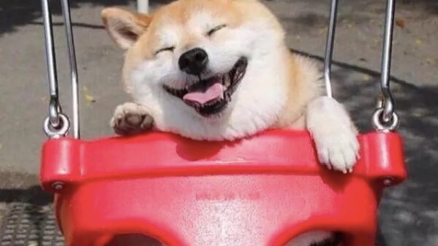 Shiba Inu