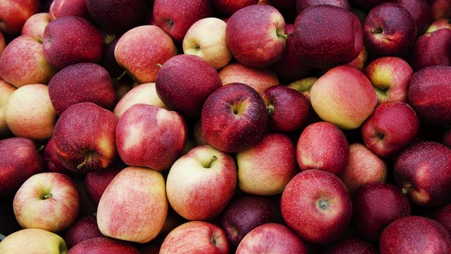 Macintosh apples for sale