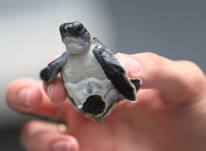 Hundreds Of Sea Turtles Hatchlings Are Released Into Atlantic Ocean