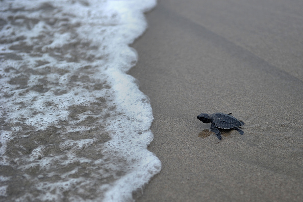 It's been a tough week, so let's look at some baby sea turtles ...