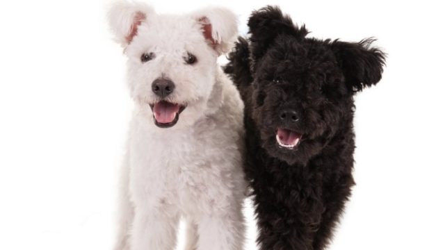 pumi dog breed