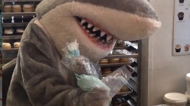shark