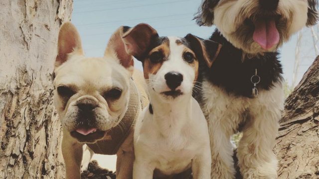duffdogs