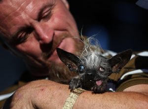 Canines Compete In World's Ugliest Dog Contest