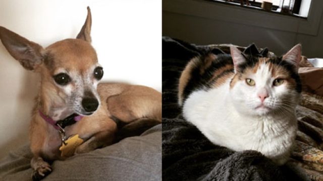 pets